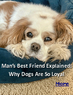 According to experts, the relationship between humans and dogs dates back to prehistoric times. Dogs evolved from wolves, and through domestication, they developed a bond with humans based on mutual benefit. Early humans provided food and shelter, while dogs offered protection and companionship. Over time, this relationship deepened, leading to the loyalty we see in dogs today.